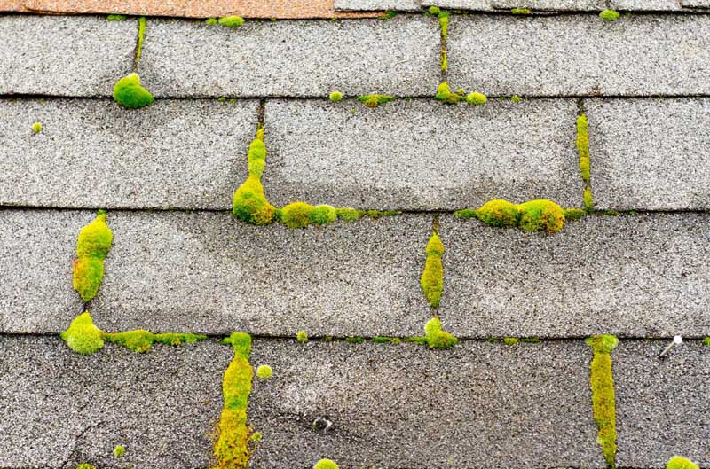 The Benefits of Professional Roof Cleaning - Why It’s Worth the Investment