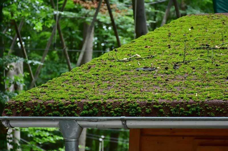  The Importance of Regular Moss Removal: Protecting Your Portland Roof