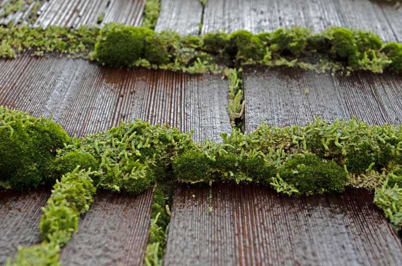 The Importance of Regular Moss Removal: Protecting Your Portland Roof