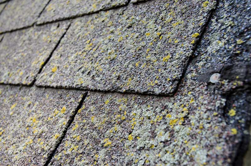  The Importance of Regular Moss Removal: Protecting Your Portland Roof